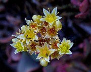 Sedum oregonense 15-1490